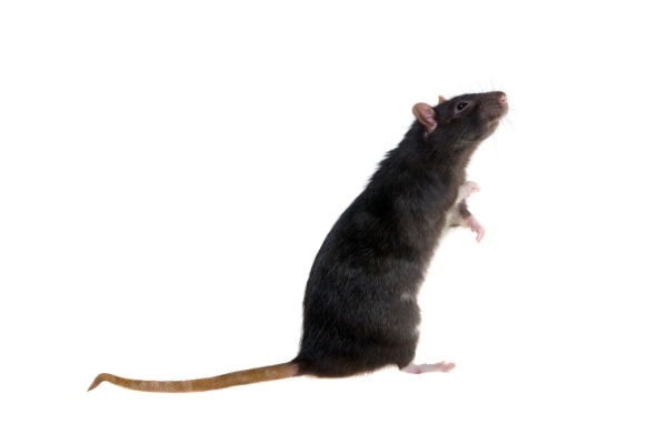 Фото черной крысы